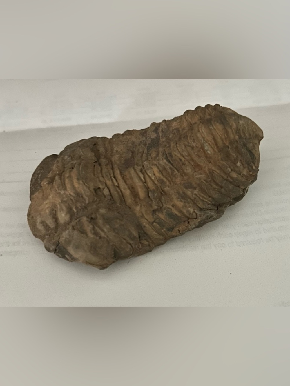 Trilobite Fossil
